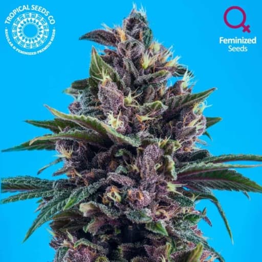 Red Afro Cannabis Seeds - Tropical Seeds