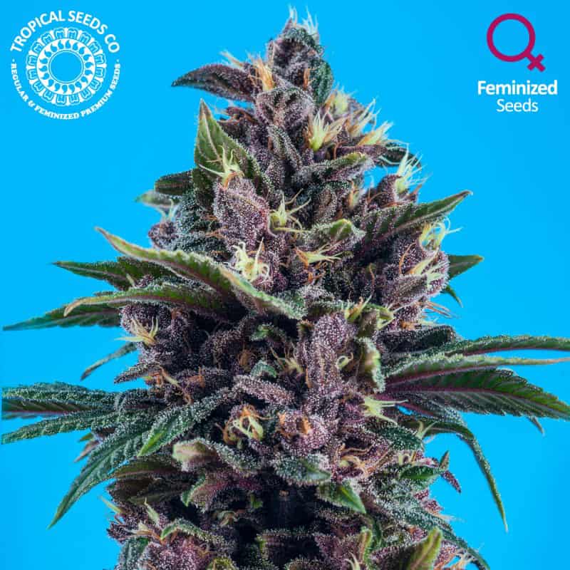 Red Afro Cannabis Seeds - Tropical Seeds