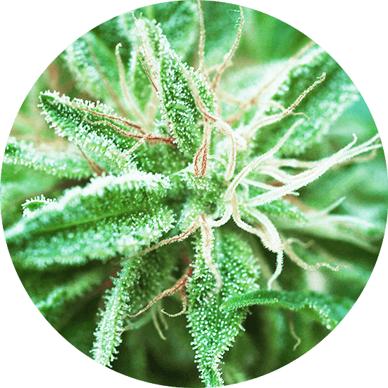 Sativa Samadhi Cannabis Seeds - Top Tao Seeds