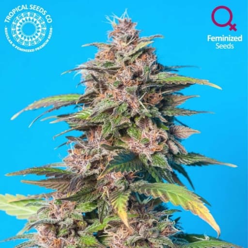 Smooth Smoke Cannabis Seeds - Tropical Seeds