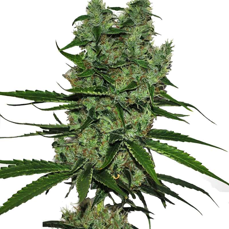 CBD Somango Cannabis Seeds - CBD Botanic