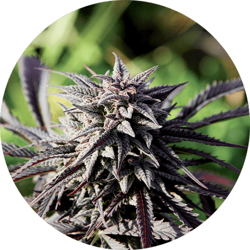 Tao Purple Cannabis Seeds - Top Tao Seeds