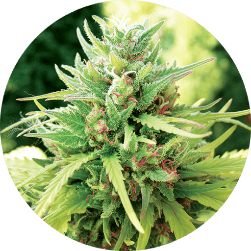 Taomatic Cannabis Seeds - Top Tao Seeds