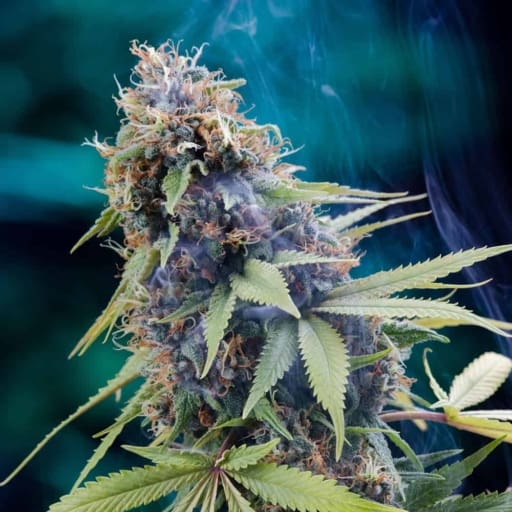Tardis Cannabis Seeds - Homegrown Natural Wonders