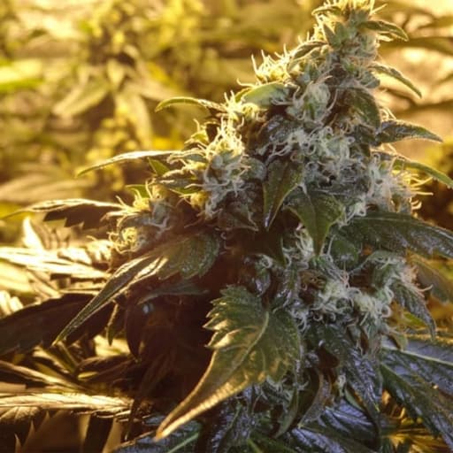 Valley Kush Cannabis Seeds - Accelerator Seeds