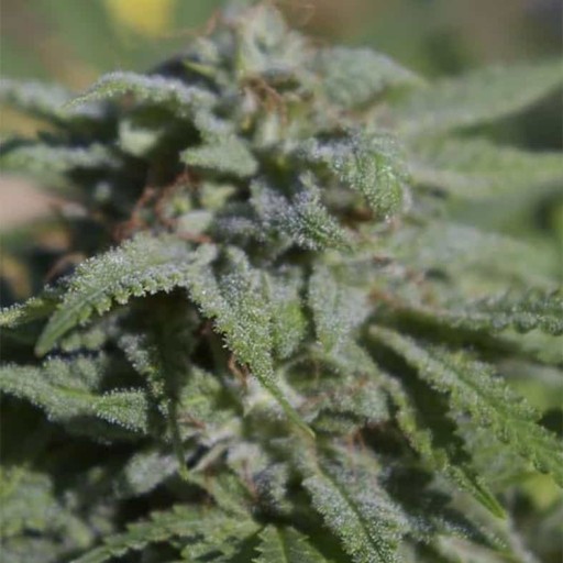 White Fire Widow OG Cannabis Seeds - Digital Genetics