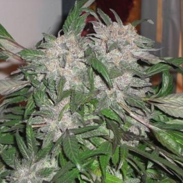 White Widow Express Auto Cannabis Seeds - Phoenix Seeds