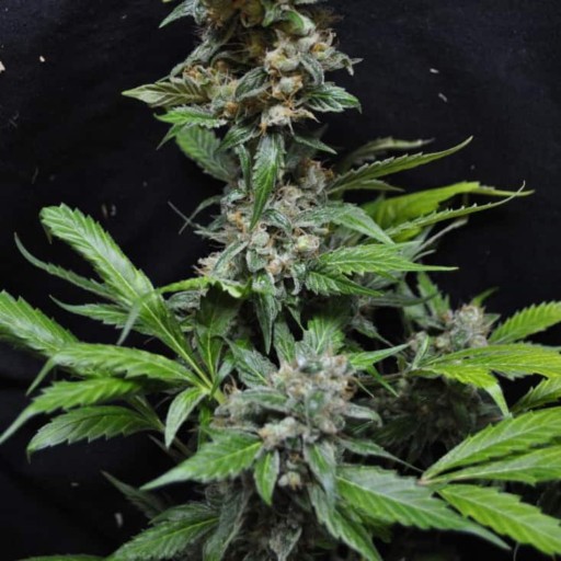 Yummy Cannabis Seeds - Resin Seeds