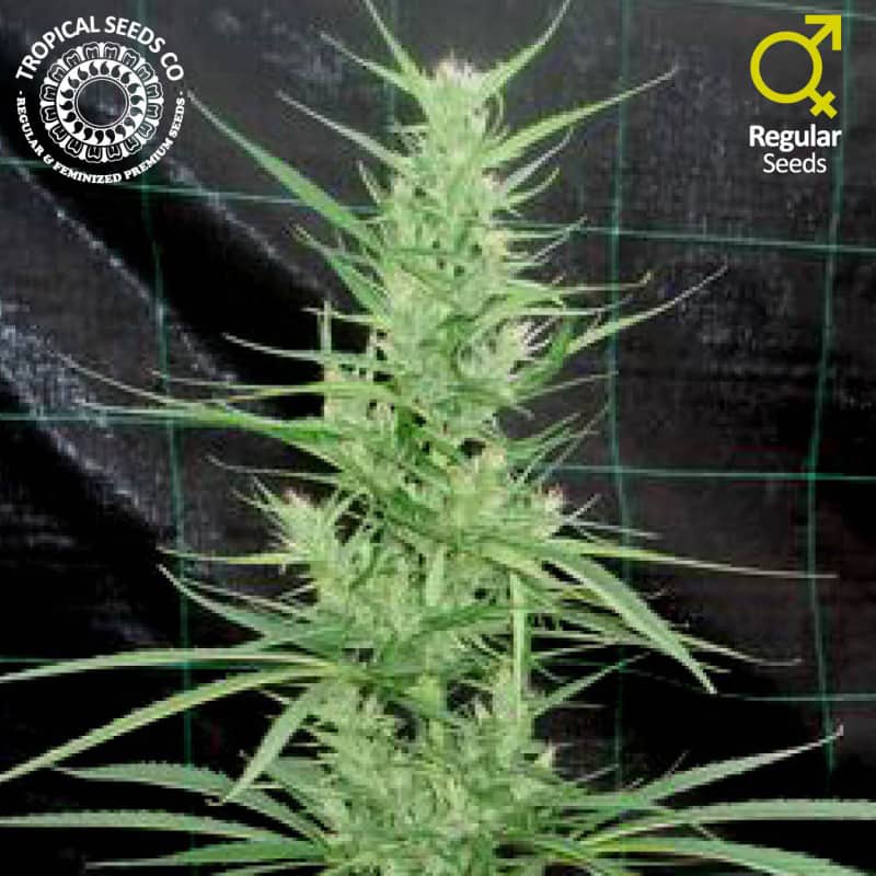 Zambia Cannabis Seeds - Tropical Seeds