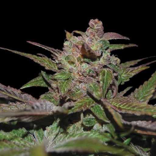 Purple Wreck Cannabis Seeds - Reserva Privada
