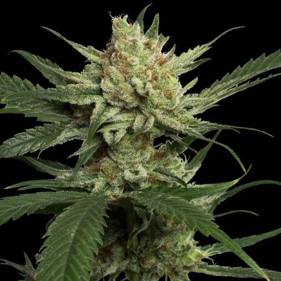Strawberry Banana Cannabis Seeds - Reserva Privada