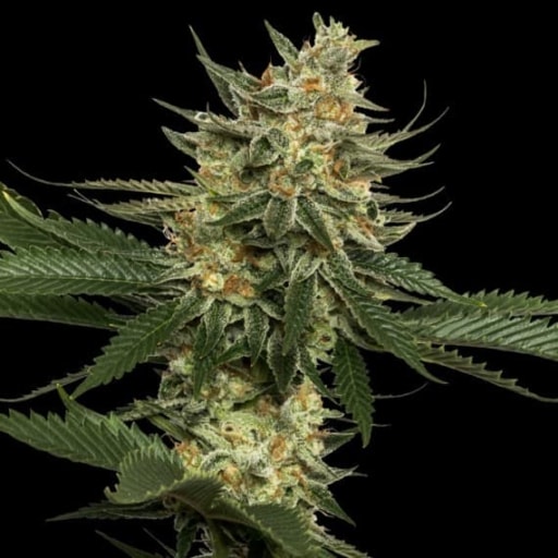 Tangie Cannabis Seeds - Reserva Privada