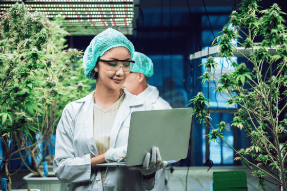 Cheese: Cannabinoid Profile