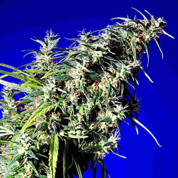 Brainstorm Haze x G13 - Delta 9 Labs