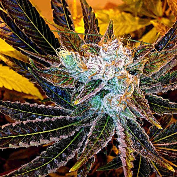 Magnum Platinum Haze - Delta 9 Labs