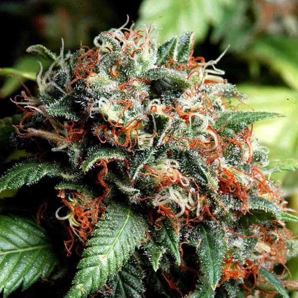 Simpson Kush - Delta 9 Labs