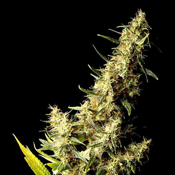 Southern Lights - Delta 9 Labs