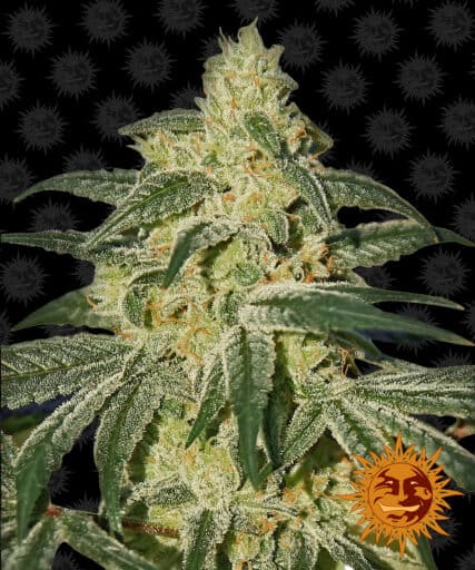 Afghan Hash Plant - Regular - Barney's Farm