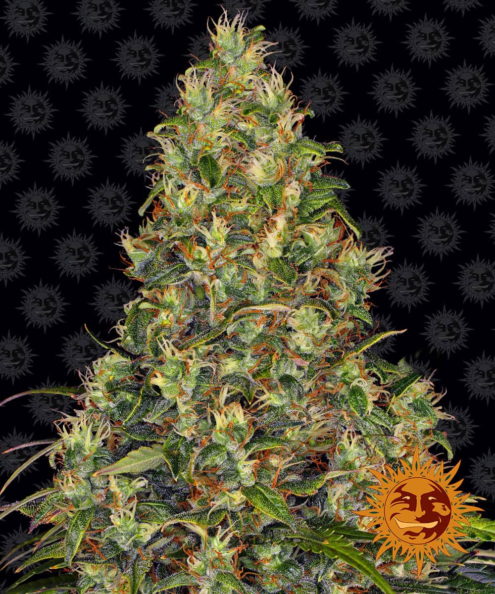 Amnesia Haze Auto - Barney's Farm
