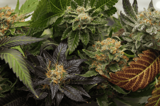 Amnesia Haze Hybrids: A Crossbreeding Masterclass