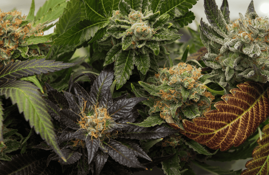 Amnesia Haze Hybrids: A Crossbreeding Masterclass