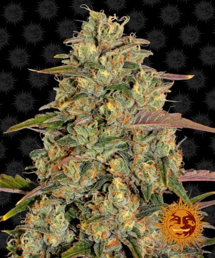 Amnesia Lemon - Barney's Farm