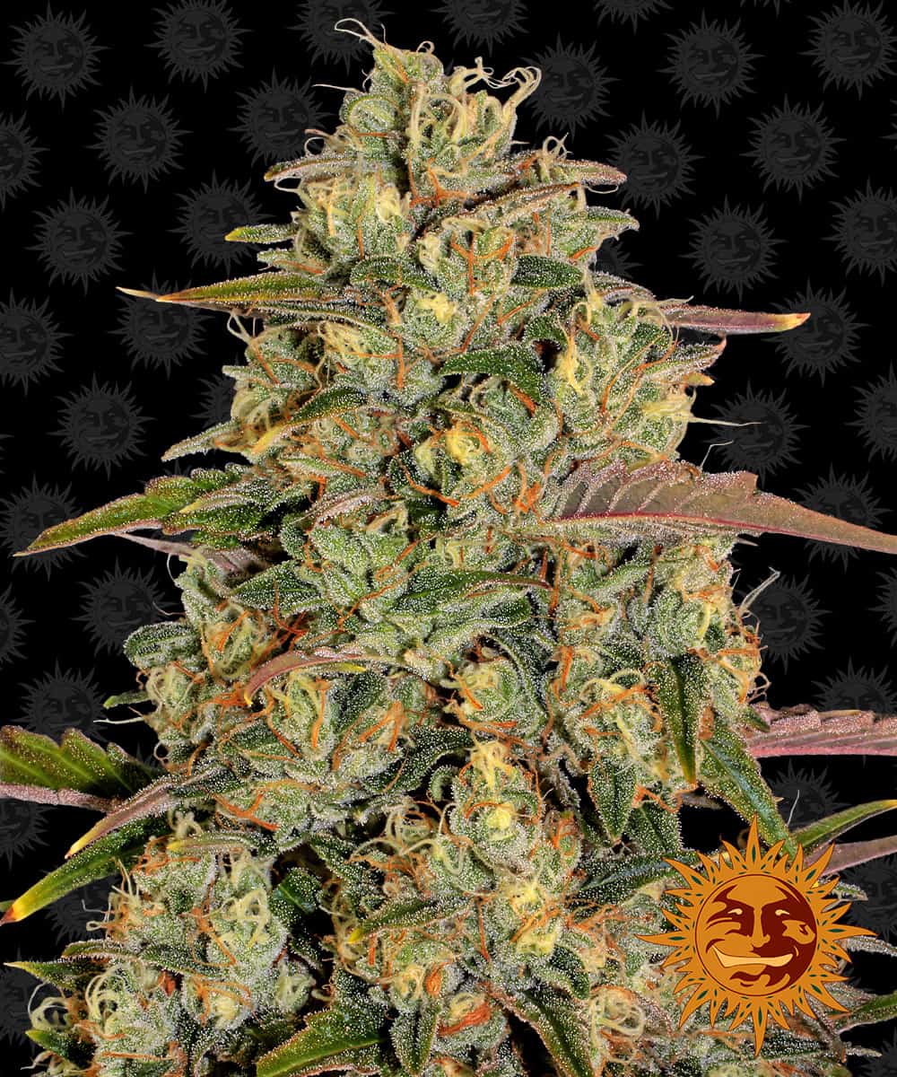 Amnesia Lemon - Barney's Farm
