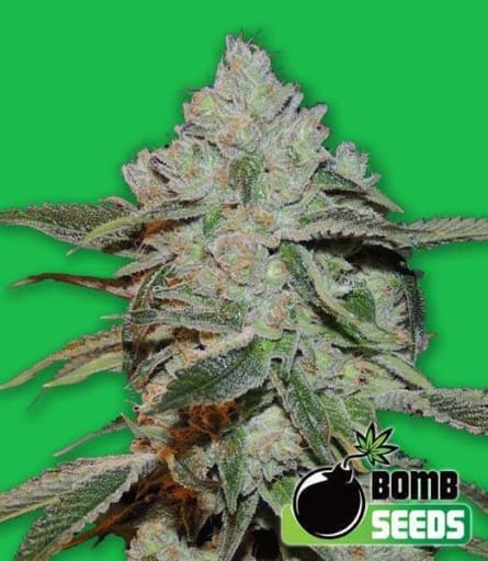 Atomic Bomb - Bomb Seeds