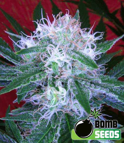Auto Bomb - Bomb Seeds