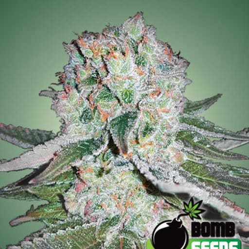 Banana Bomb - Bomb Seeds