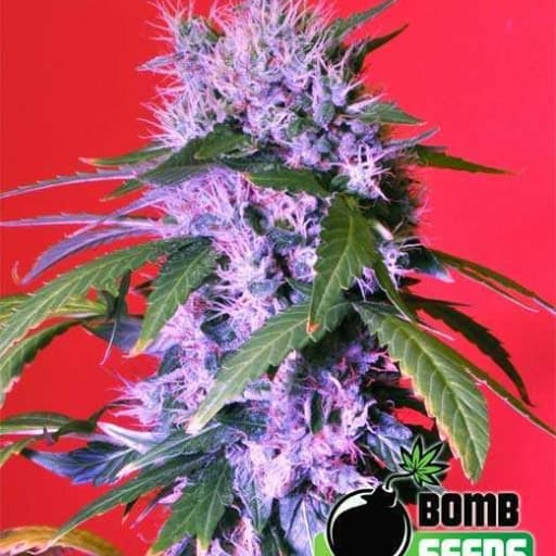 Berry Bomb - Bomb Seeds