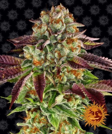 Biscotti Mintz - Barney's Farm
