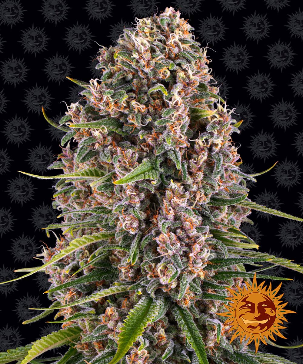 Blueberry Cheese - Barney's Farm