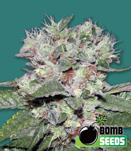 CBD Bomb - Bomb Seeds