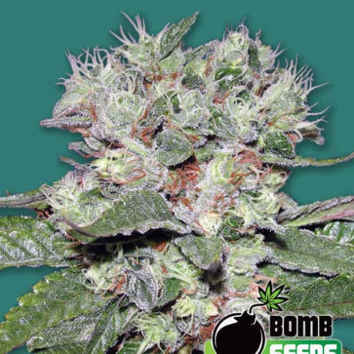 CBD Bomb - Bomb Seeds