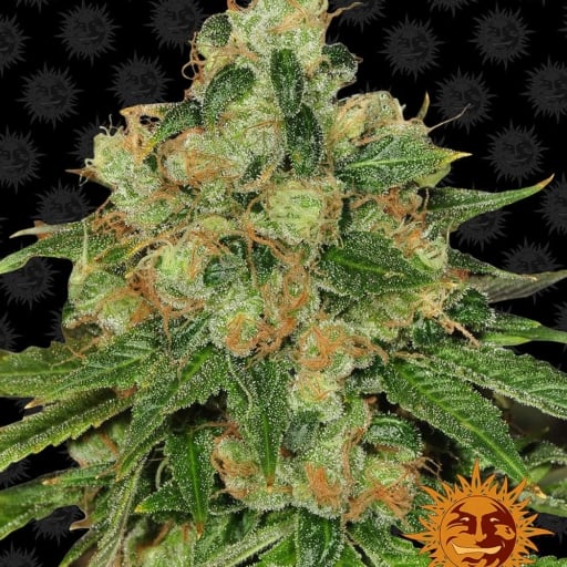 CBD Caramel - Regular - Barney's Farm