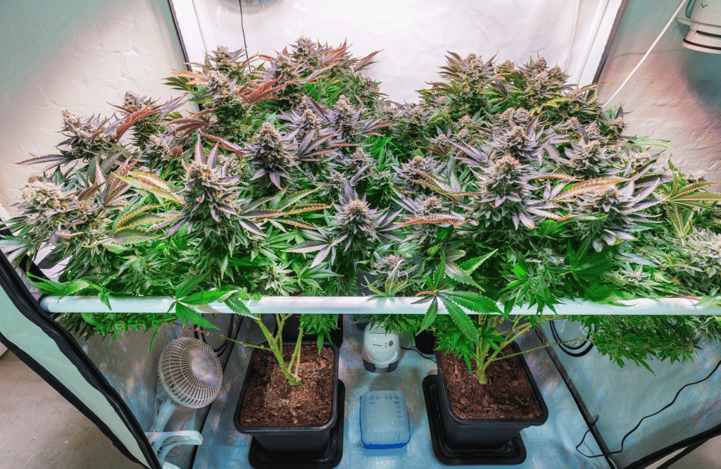 Cheese Cannabis Growing Guide