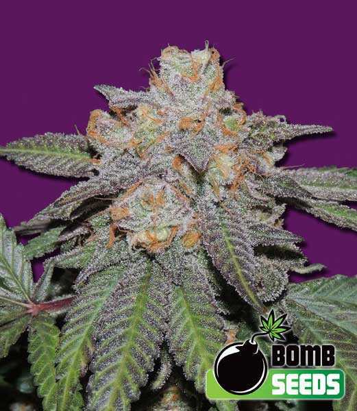 Cheery Bomb Auto - Bomb Seeds