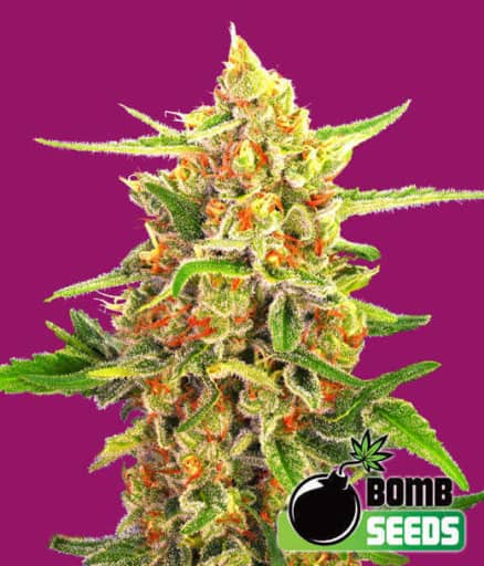 Cheery Bomb - Bomb Seeds