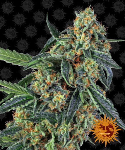 Cookies Kush - Barney's Farm