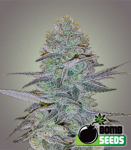 Cosmic Auto - Bomb Seeds