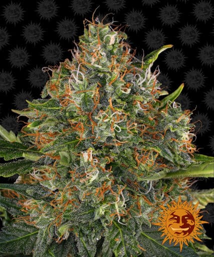 G13 Haze - Regular - Barney's Farm