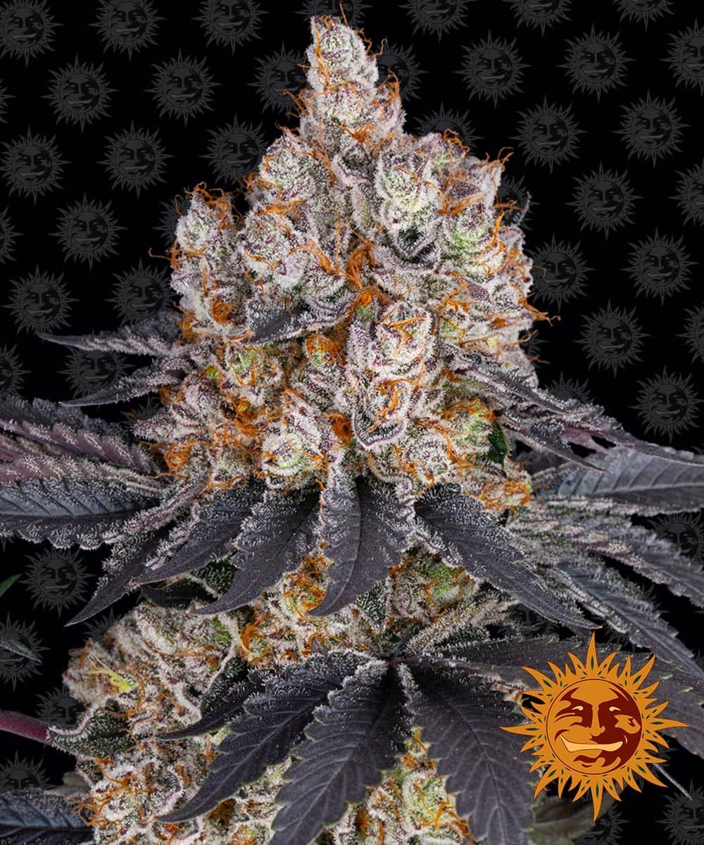 Gelato - Barney's Farm