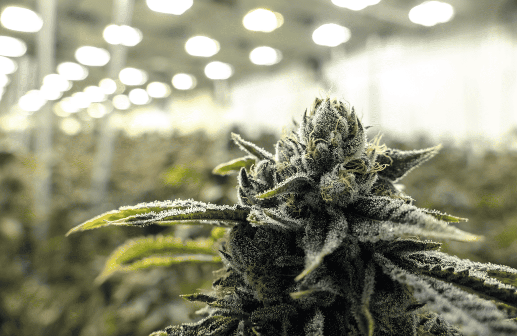 Growing Amnesia Haze Cannabis: The Ultimate Guide
