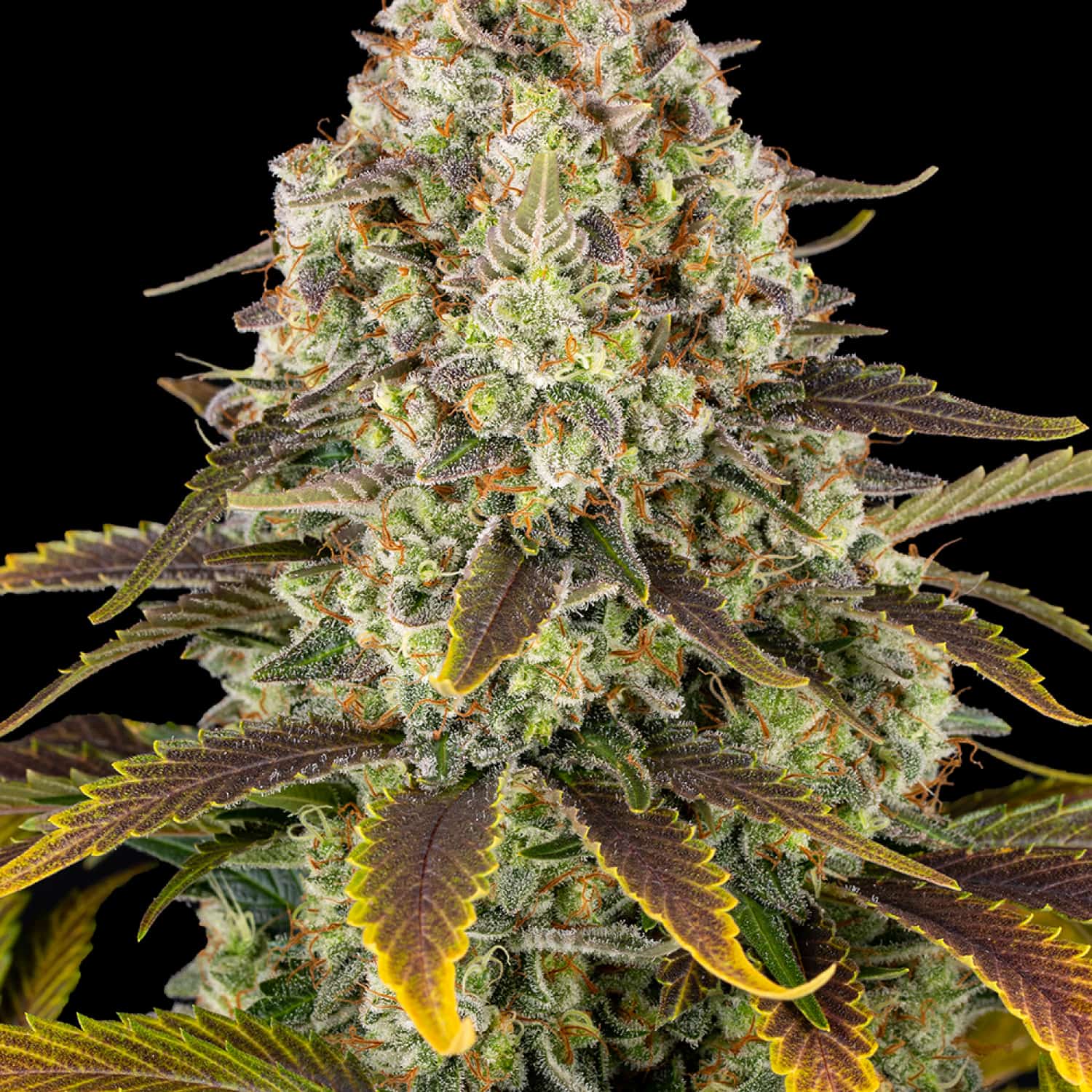 Ice Cream Cake - Barney's Farm