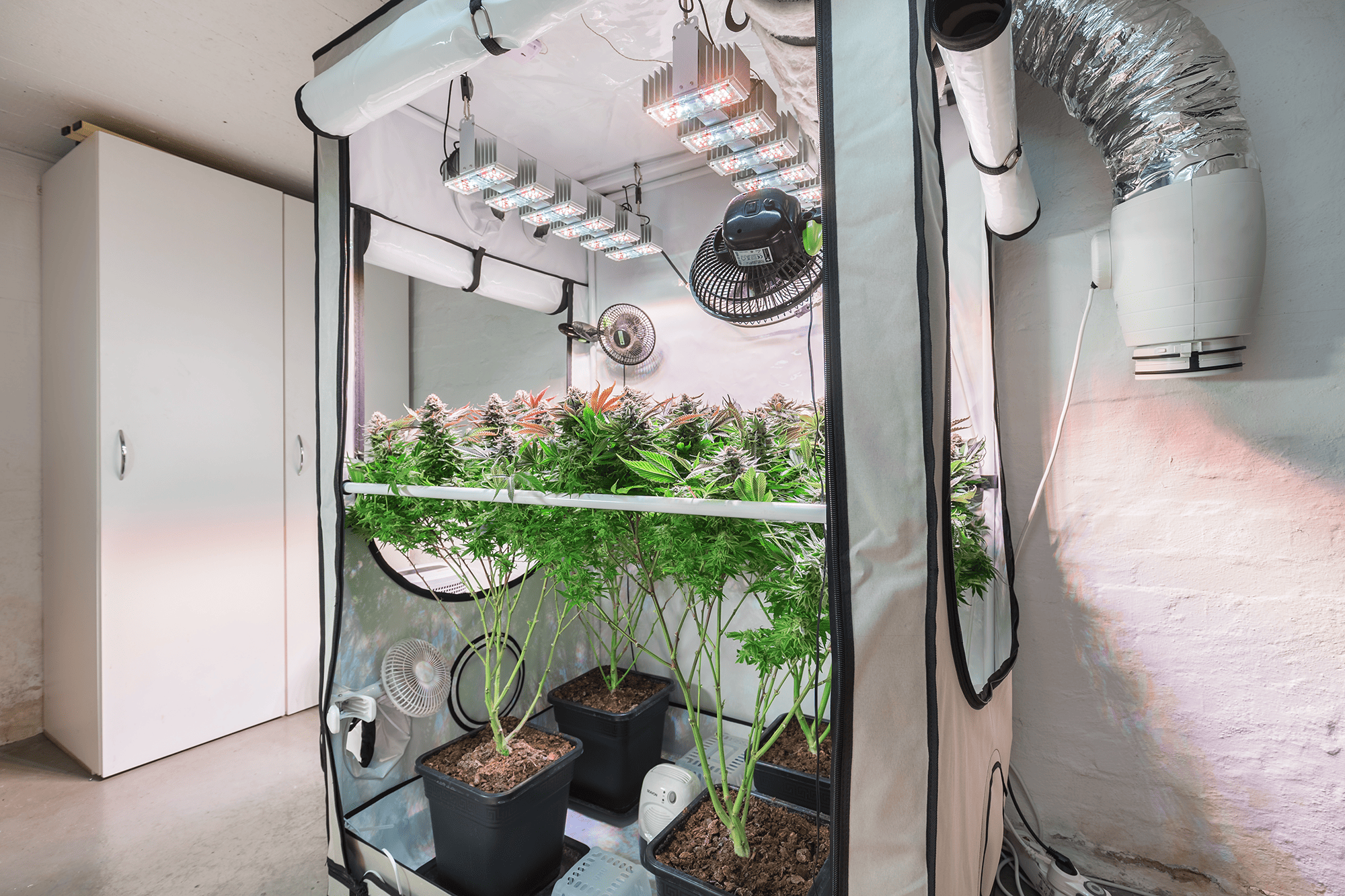 Northern Lights Cannabis Plants In Grow Tent During Flowering Stage