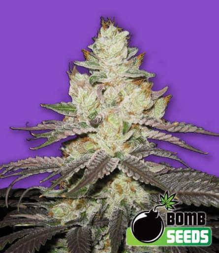 Killer Purps - Bomb Seeds