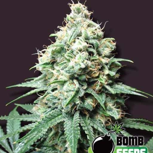 Kush Bomb - Bomb Seeds