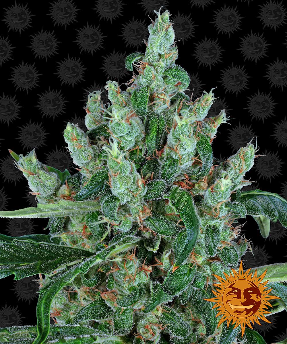 Laughing Buddha - Barney's Farm