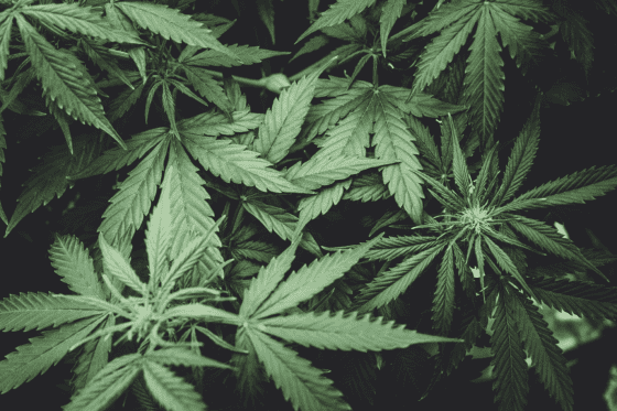 Northern Lights: Cannabis Strain History